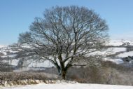Trecastle Snow